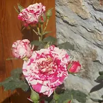 Nona Rosa Gravedona