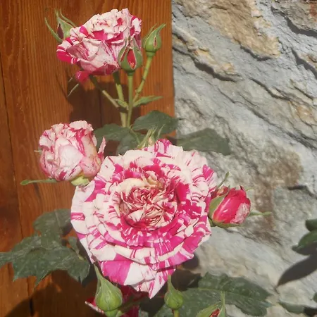 Nona Rosa 그라베도나